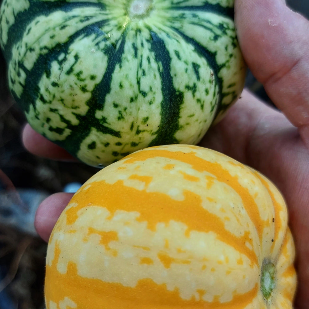 Graines - Courge d'hiver Sweet Dumpling