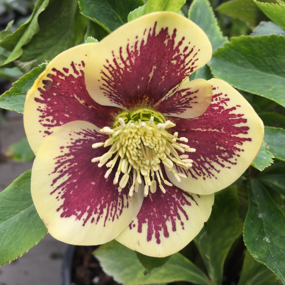 HELLEBORUS RIO CARNIVAL