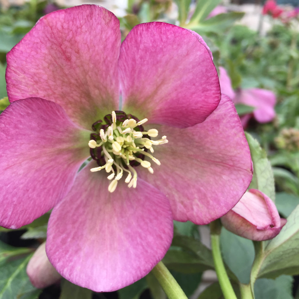 HELLEBORUS PARIS IN PINK