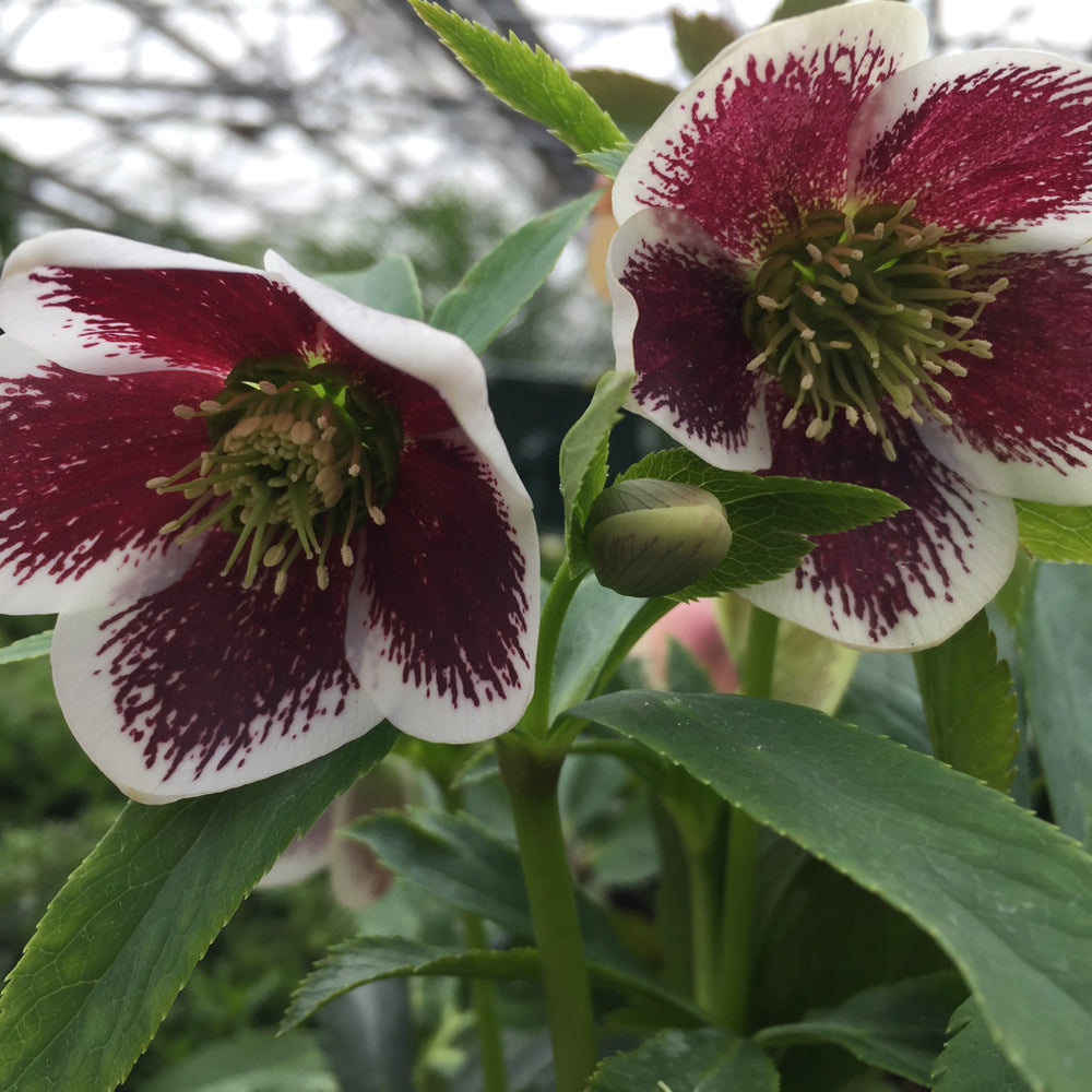 HELLEBORUS ROMANTIC GETAWAY