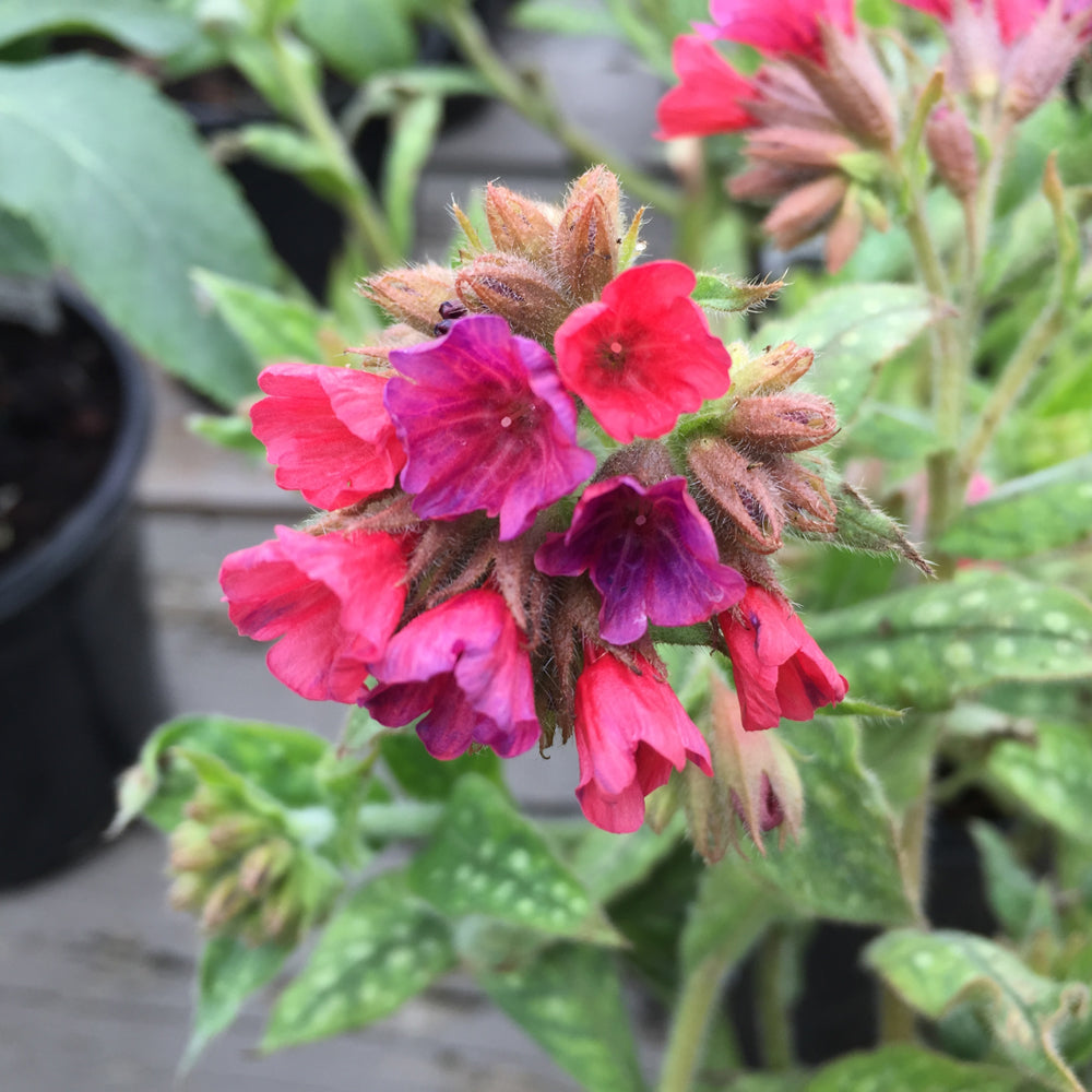 PULMONARIA LISA MARIE