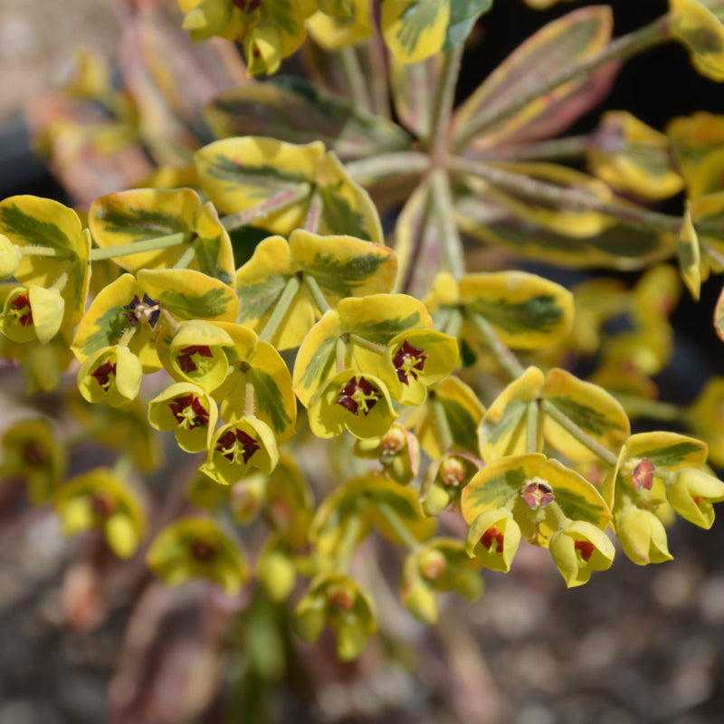 EUPHORBIA ASCOT RAINBOW