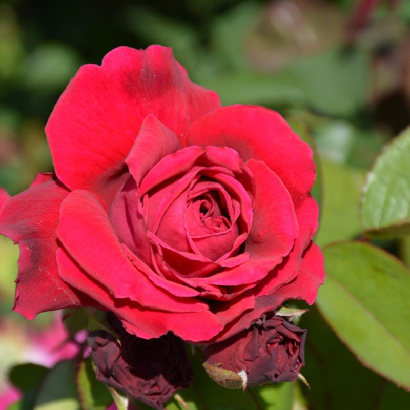 ROSE AUSTIN TESS OF THE D'URBEVILLES