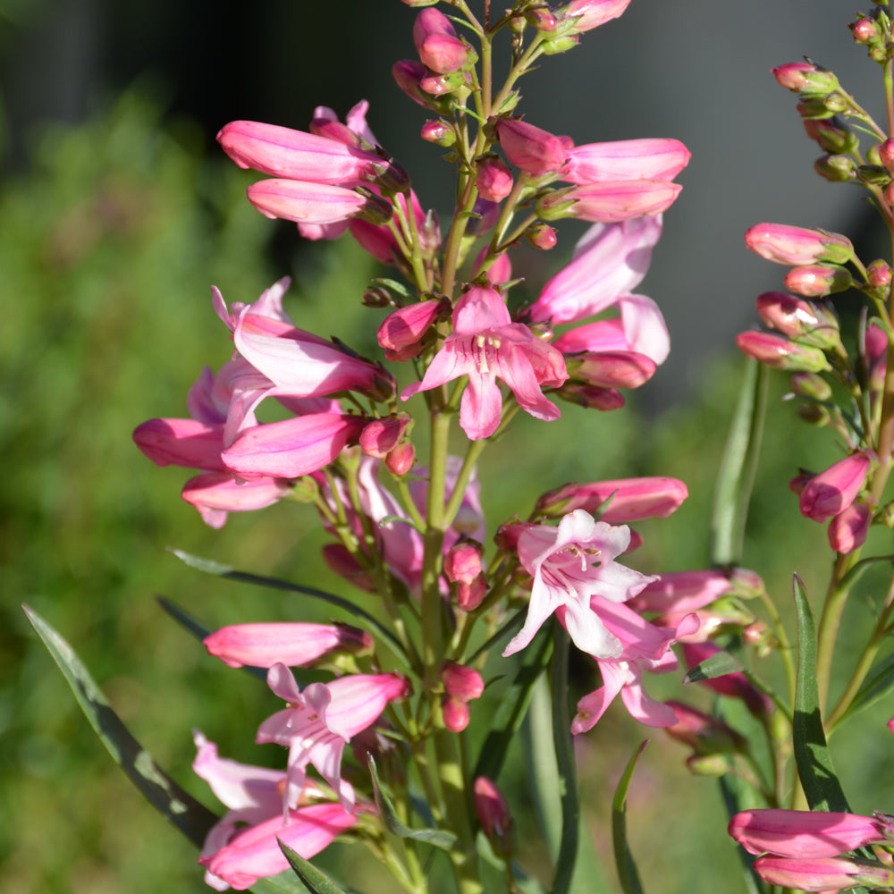 PENSTEMON PRISTINE PINK