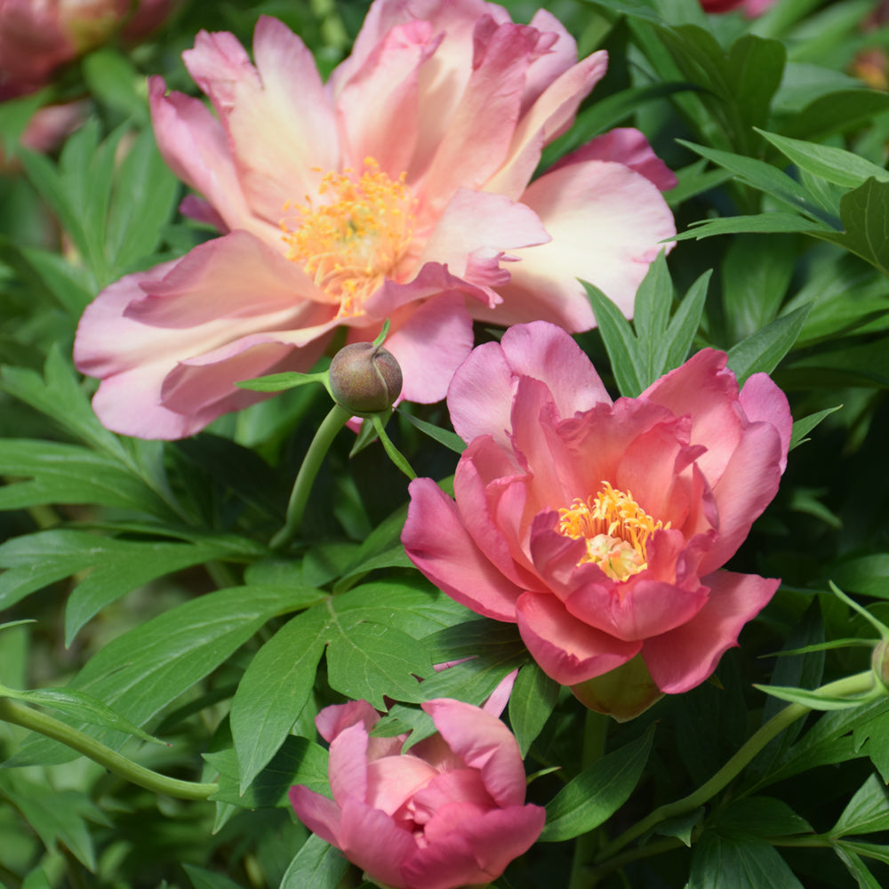 PAEONIA JULIA ROSE