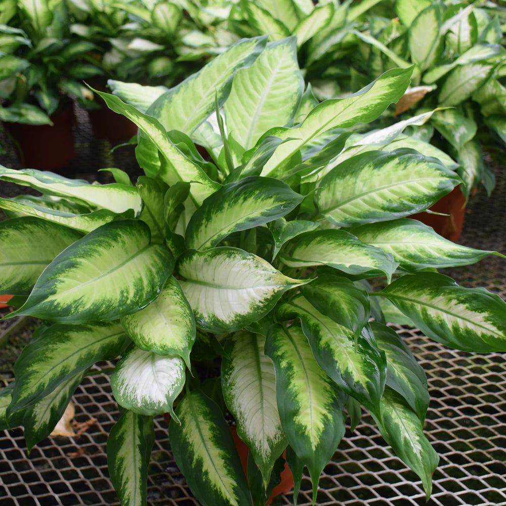 DIEFFENBACHIA CAMILLE