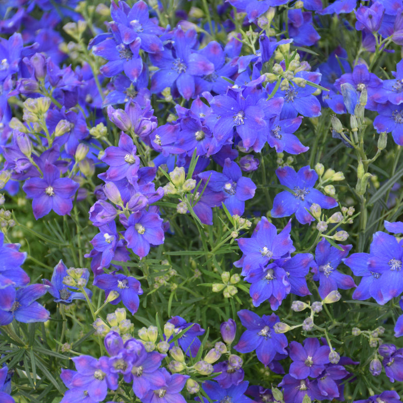 DELPHINIUM DIAMONDS BLUE