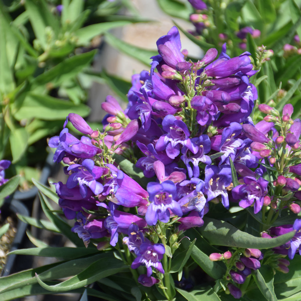 PENSTEMON ROCK CANDY BLUE