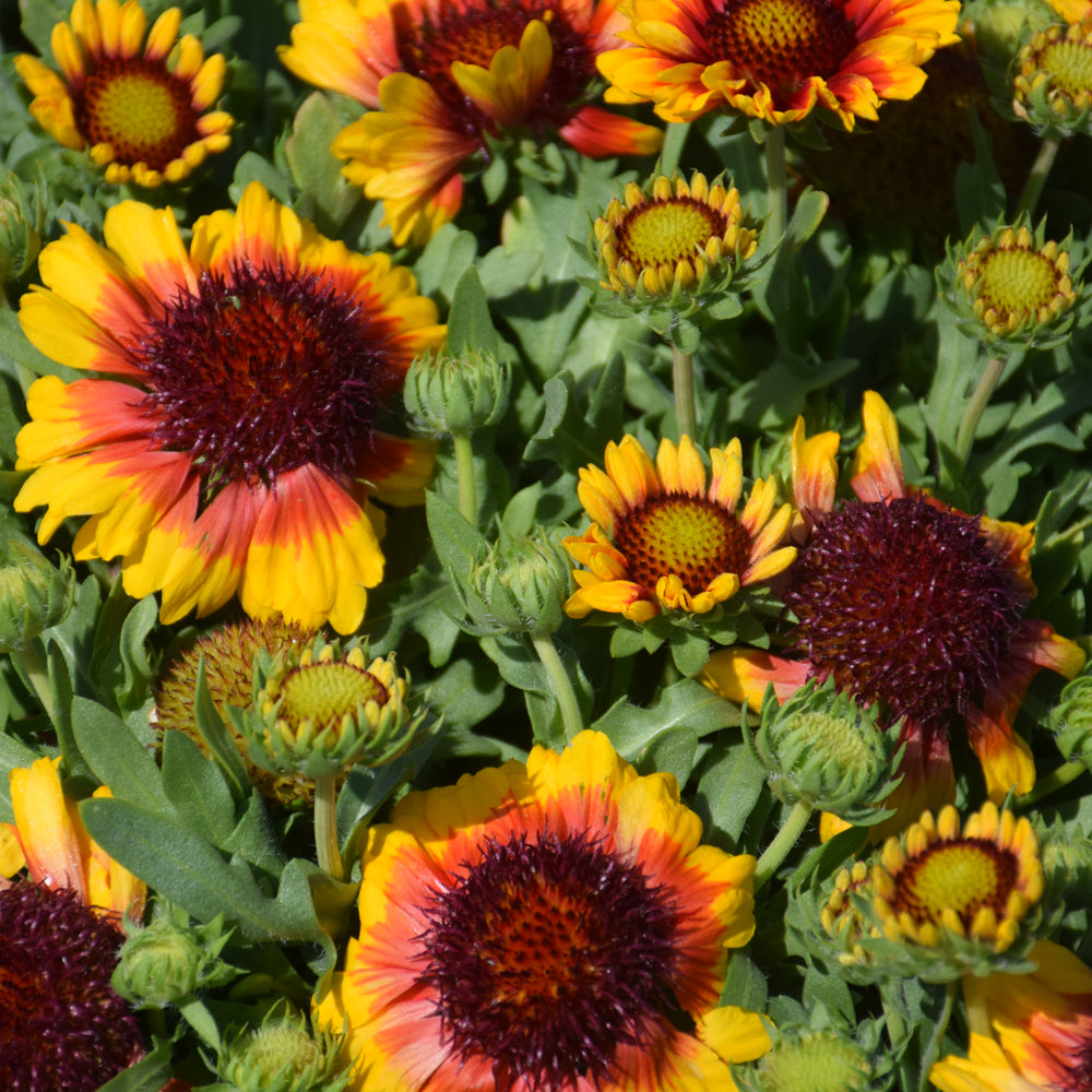 GAILLARDIA SPINTOP RED STARBURST