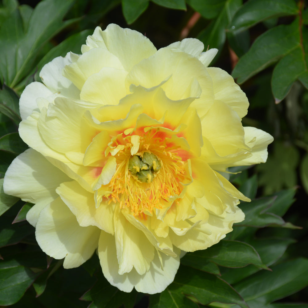 PAEONIA BARTZELLA