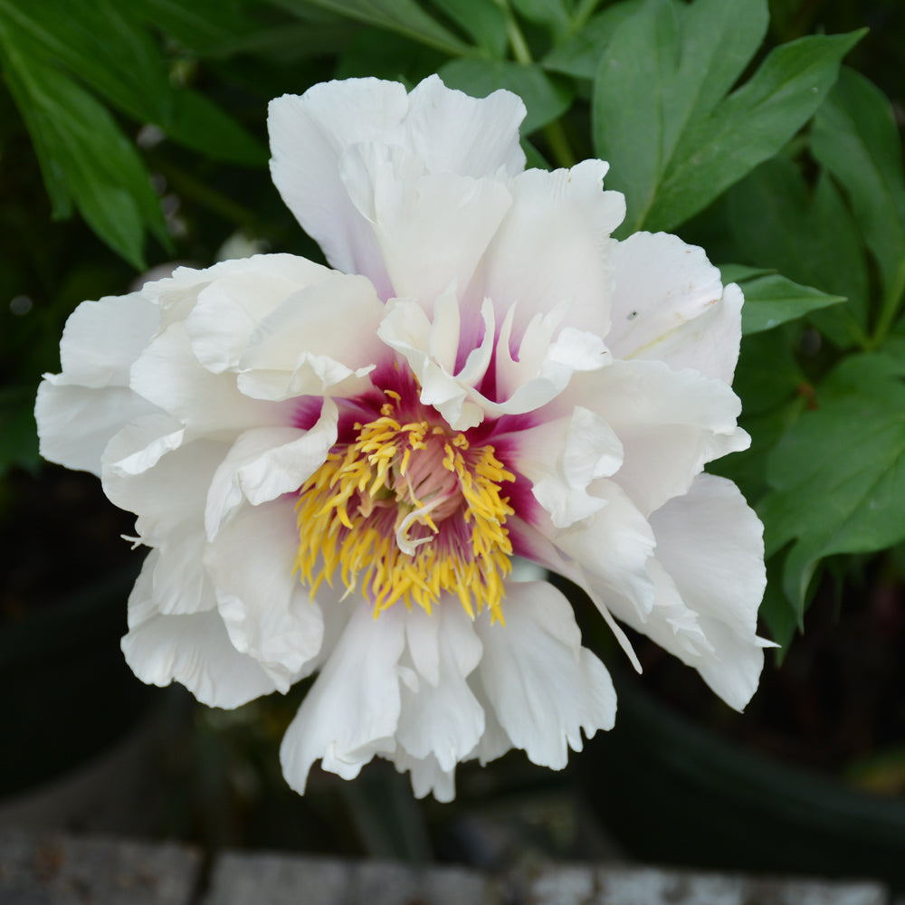 PAEONIA CORA LOUISE