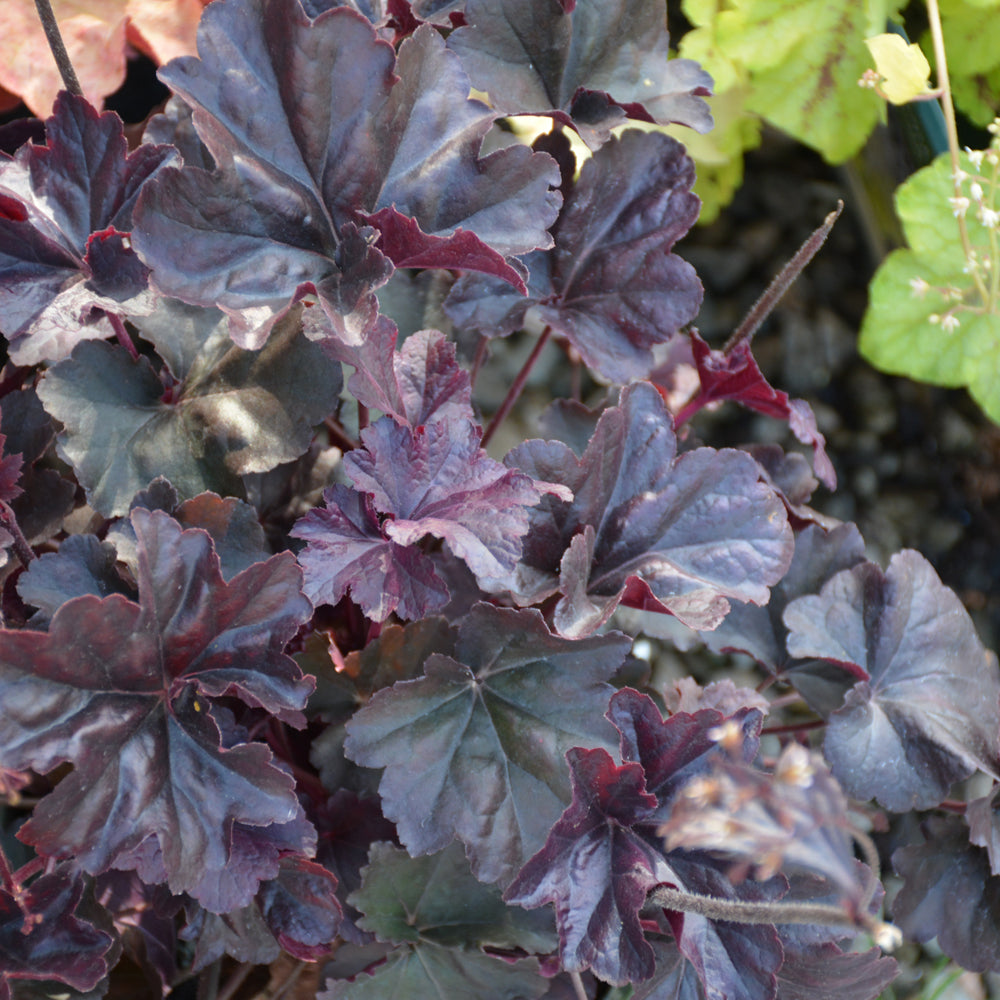 HEUCHERA OBSIDIAN