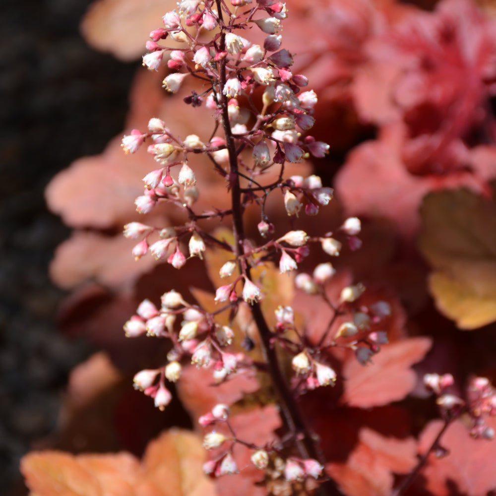 HEUCHERA FIRE ALARM