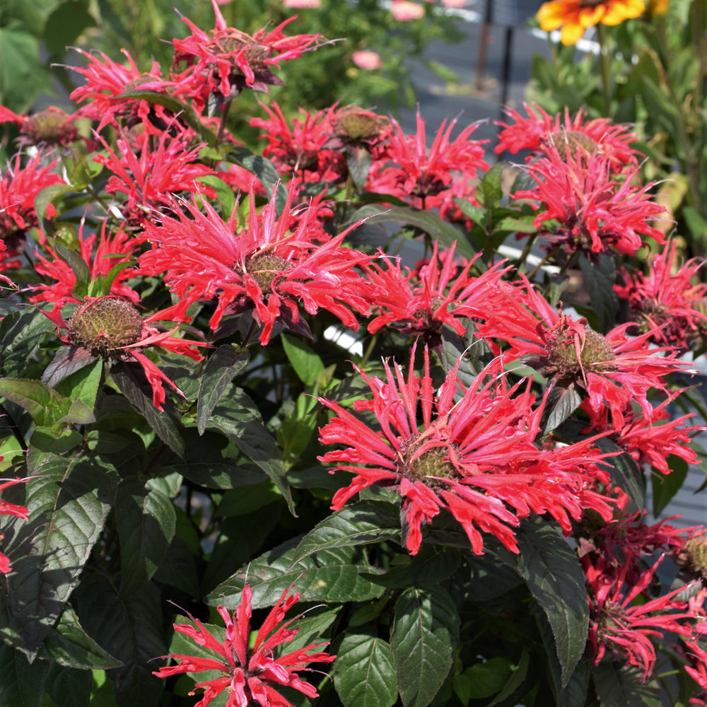 MONARDA RED VELVET UPSCALE SERIES