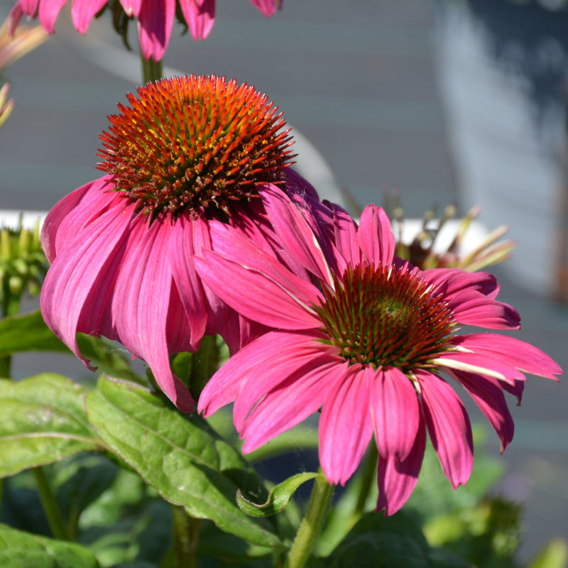 ECHINACEA CHEYENNE SPIRIT