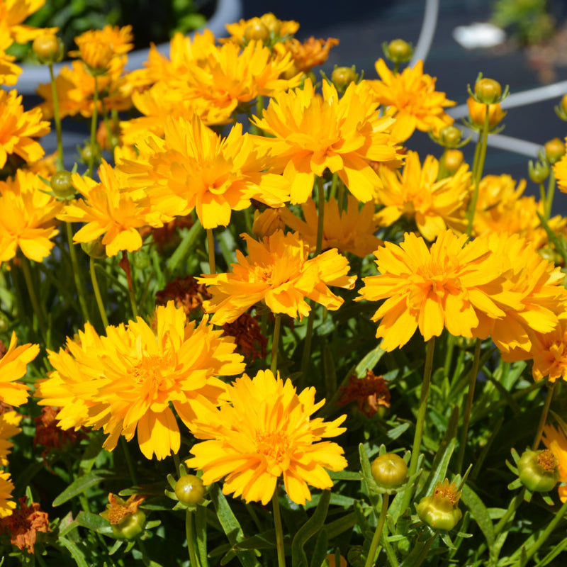 COREOPSIS DOUBLE THE SUN