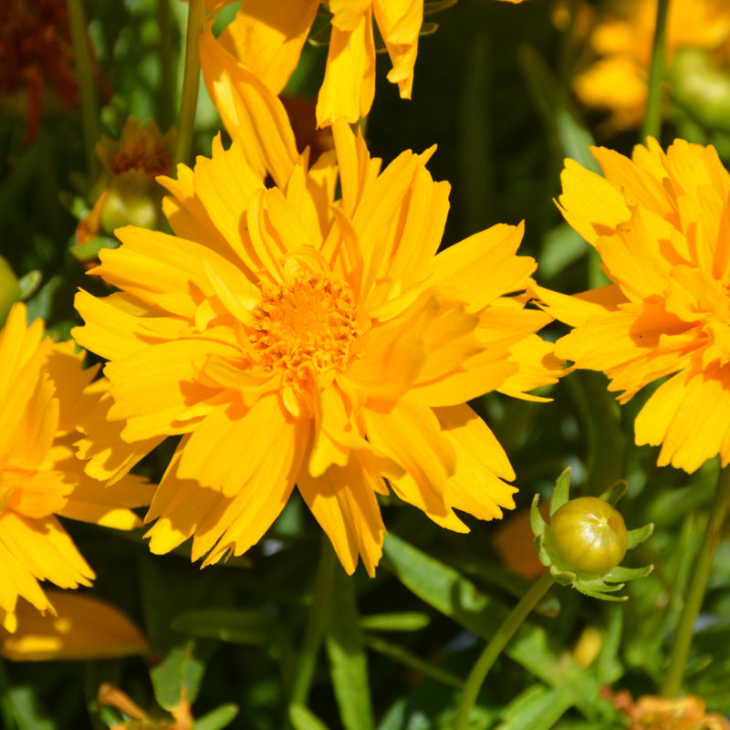 COREOPSIS DOUBLE THE SUN