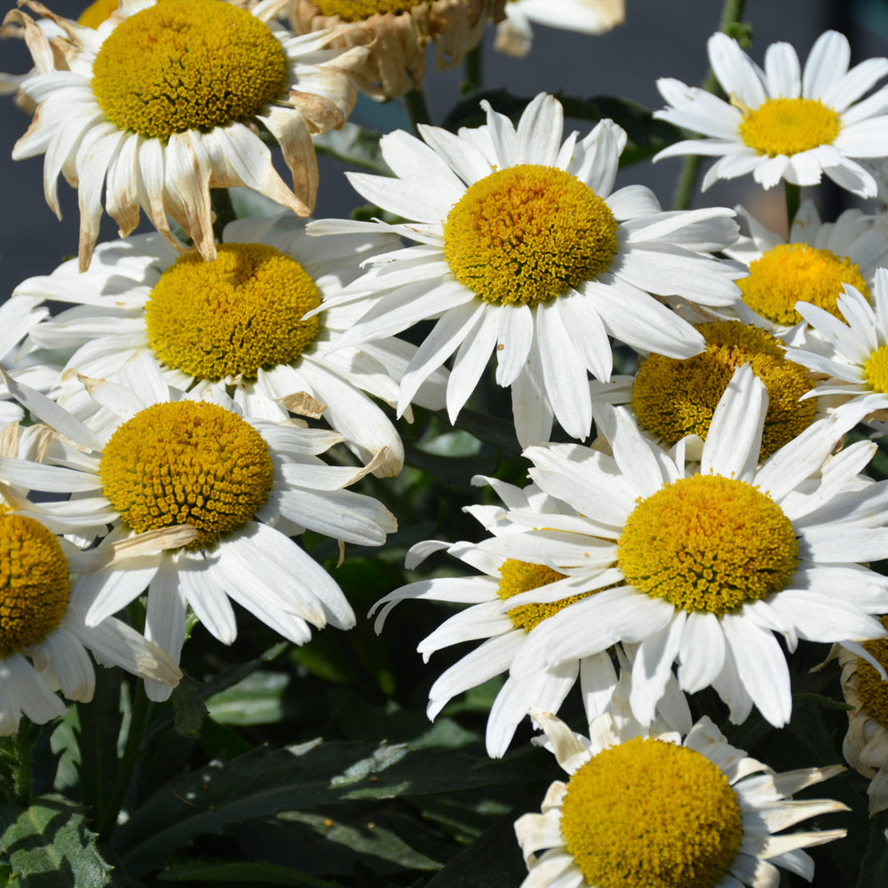 LEUCANTHEMUM MADONNA