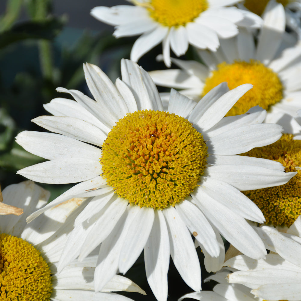 LEUCANTHEMUM MADONNA