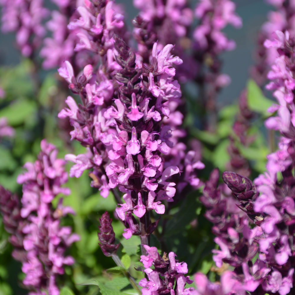 SALVIA MIDNIGHT ROSE