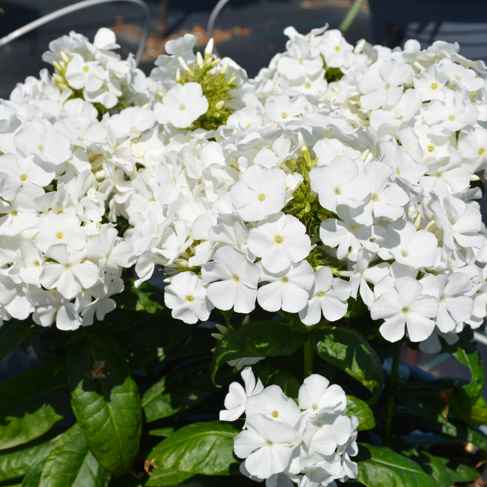 PHLOX FLAME PRO WHITE