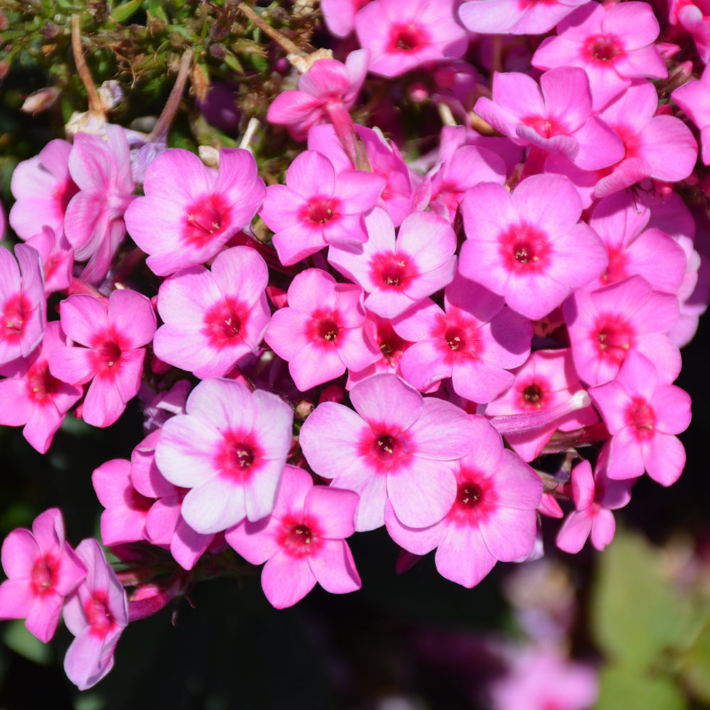 PHLOX FLAME PRO PINK POP