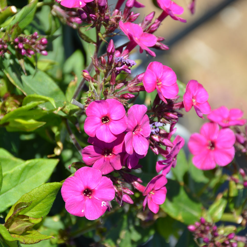 PHLOX EARLY MAGENTA