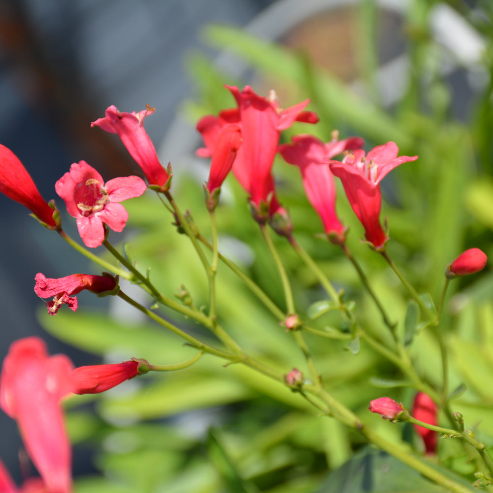 PENSTEMON PRISTINE SCARLET