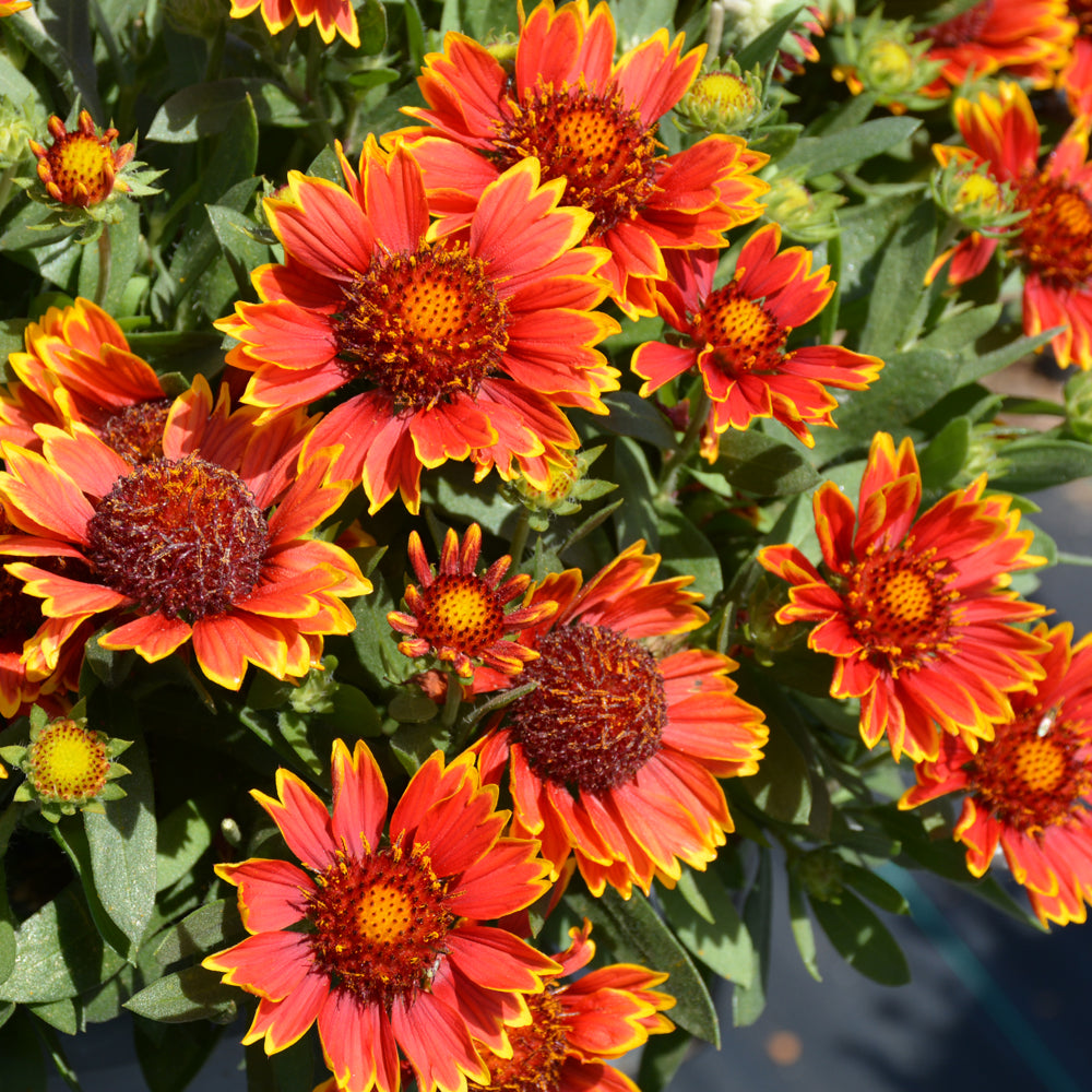 GAILLARDIA SPINTOP ORANGE