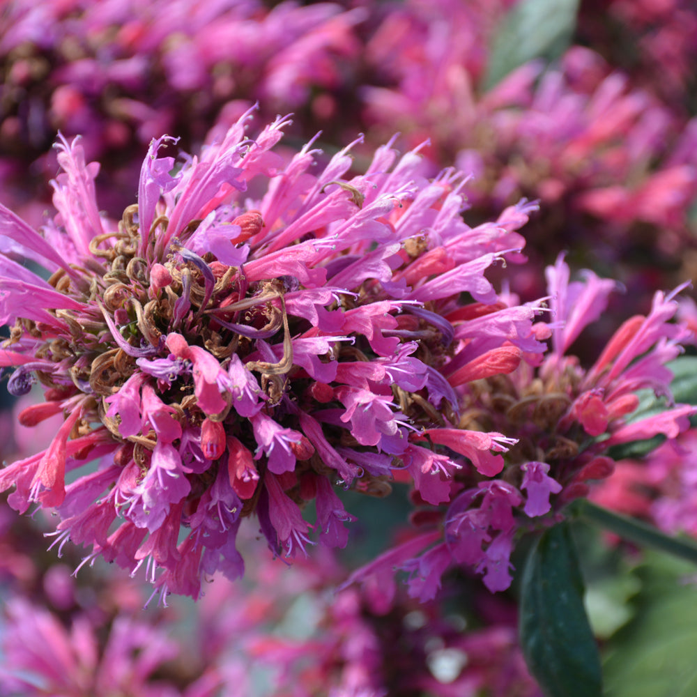 AGASTACHE MORELLO