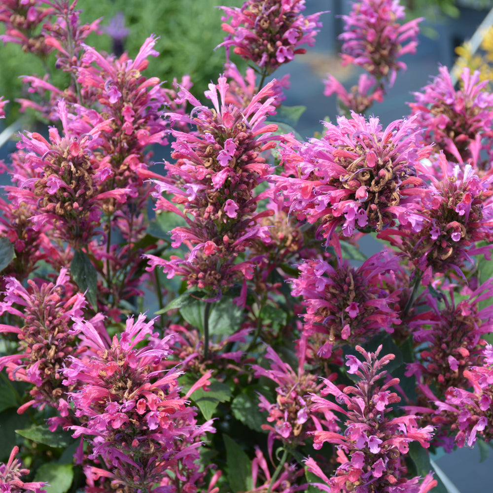 AGASTACHE MORELLO