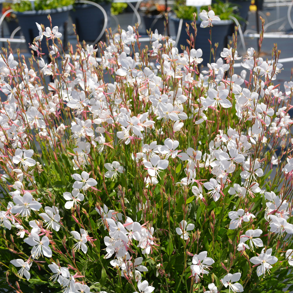 GAURA STEFFI WHITE