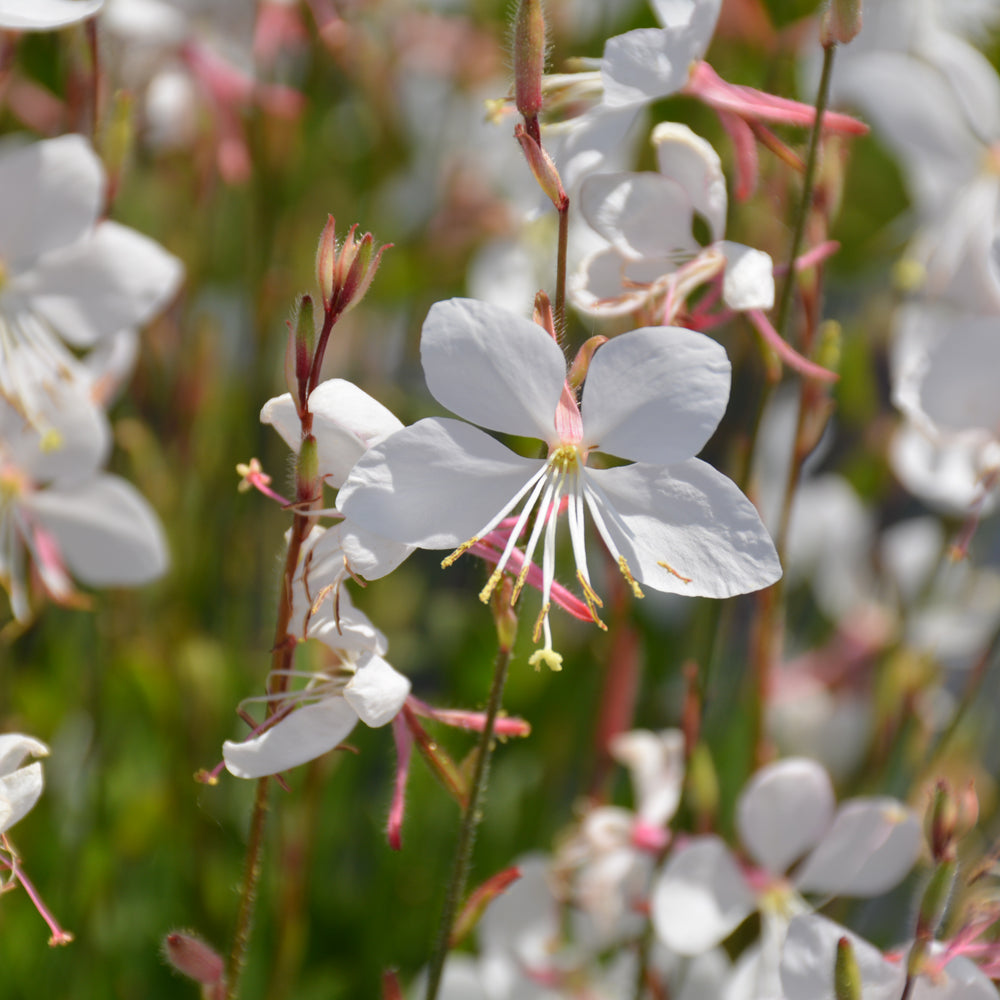 GAURA STEFFI WHITE