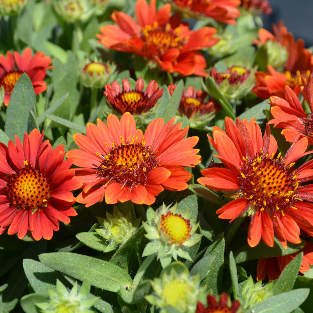 GAILLARDIA GUSTO SWEET CHILI