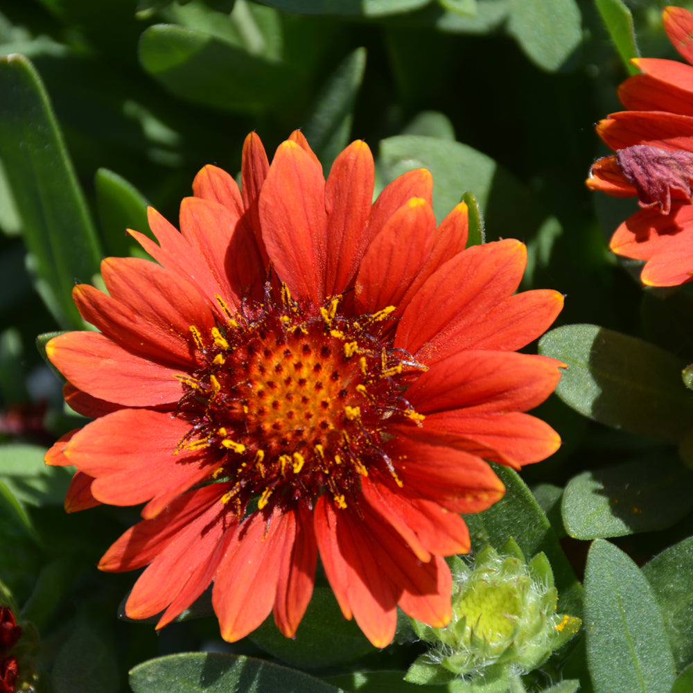 GAILLARDIA GUSTO SWEET CHILI