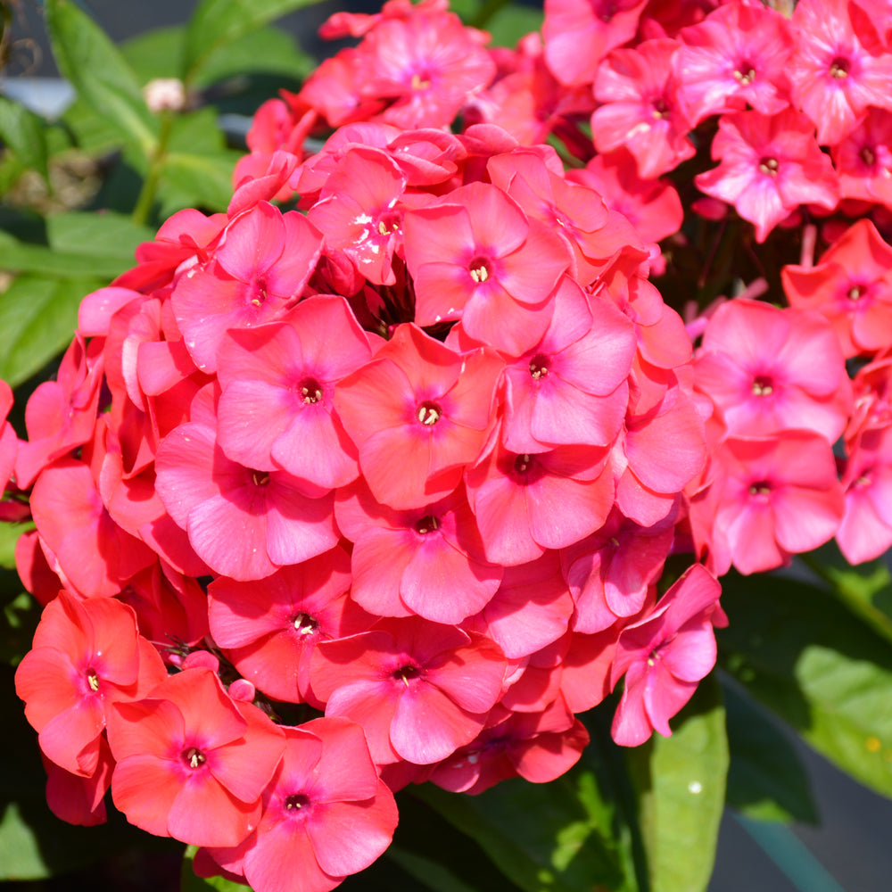PHLOX SUNSET CORAL