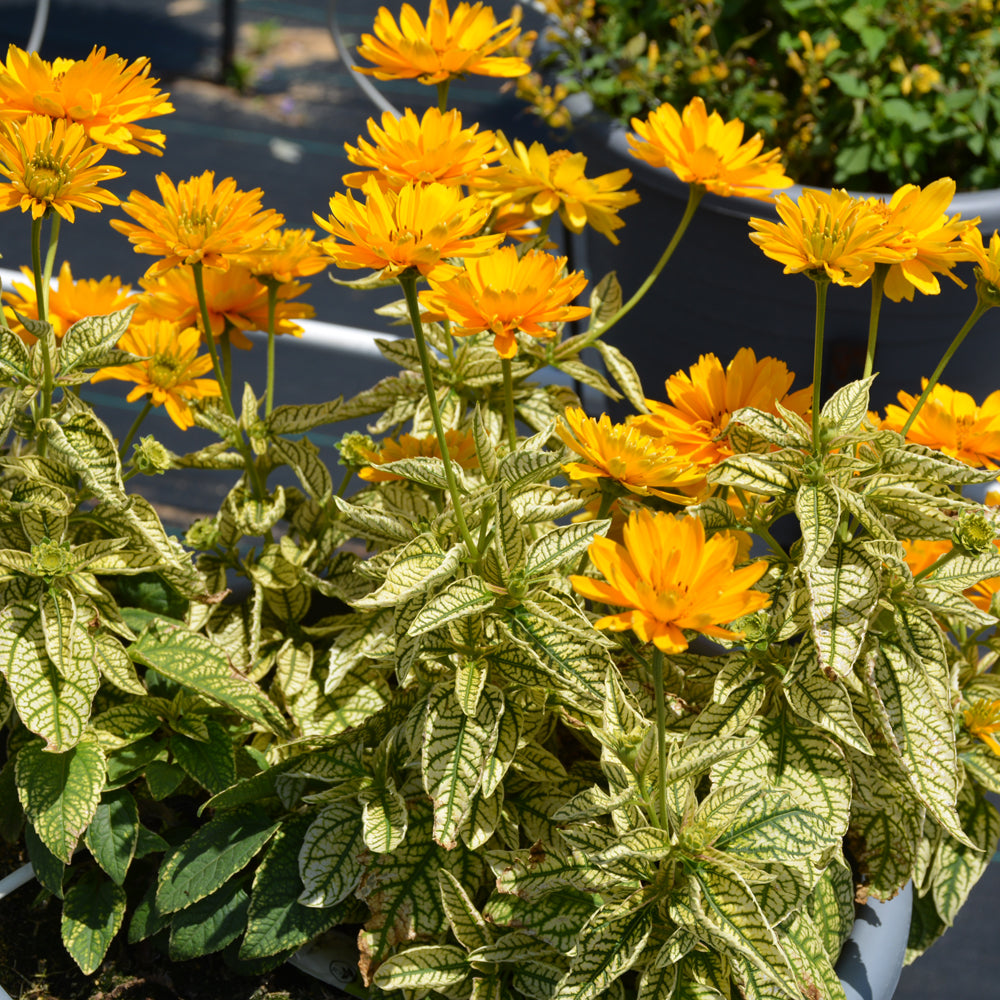 HELIOPSIS BIT OF HONEY