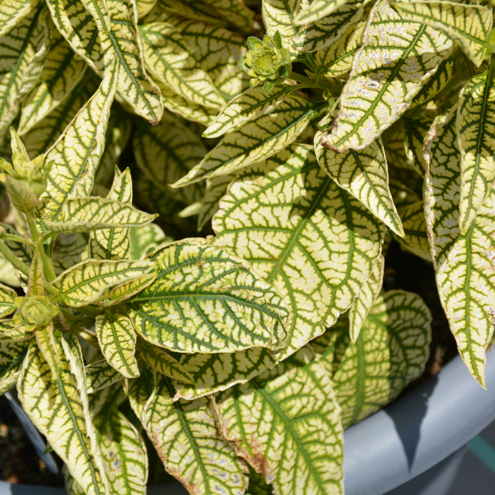 HELIOPSIS BIT OF HONEY