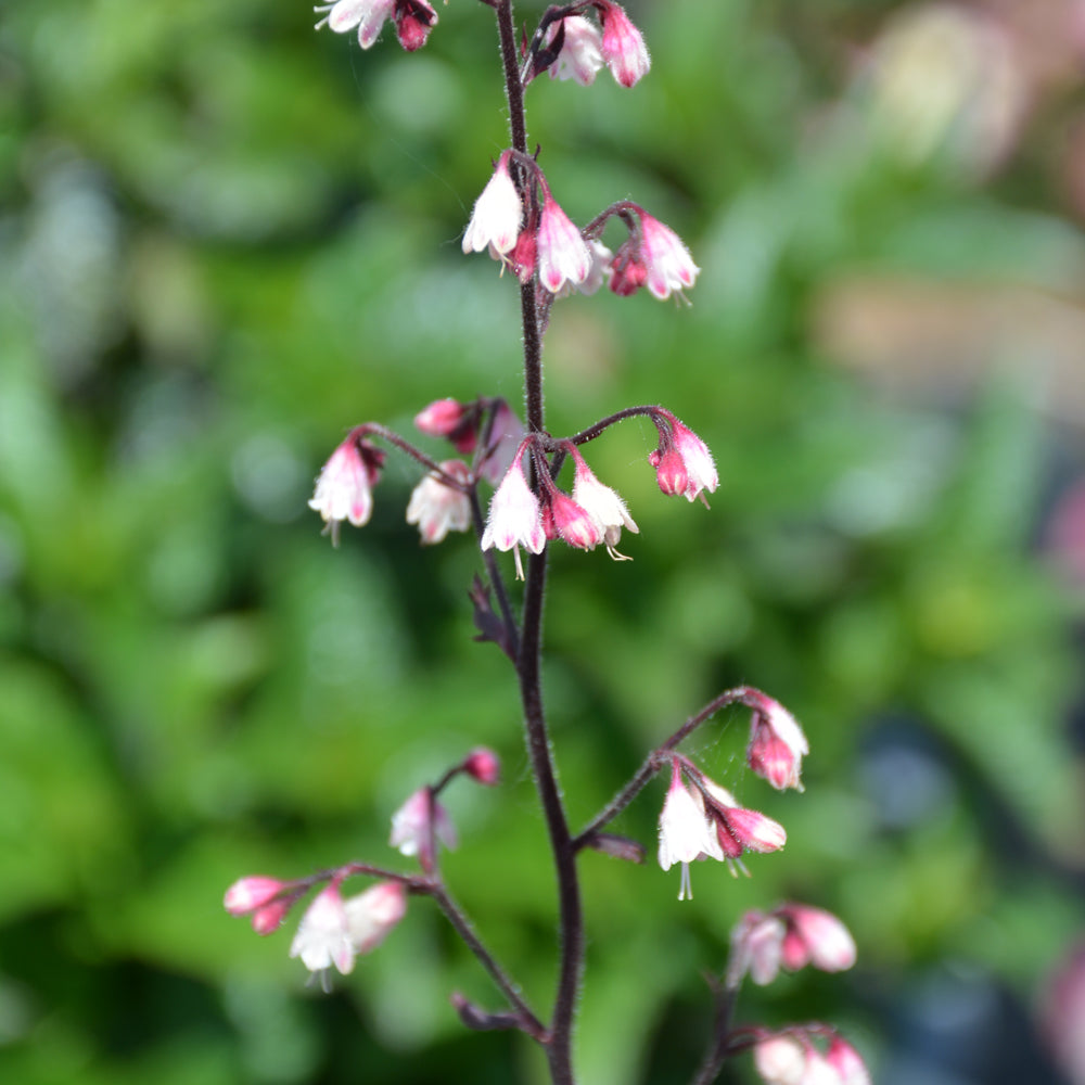 HEUCHERA DOLCE FROSTED BERRY