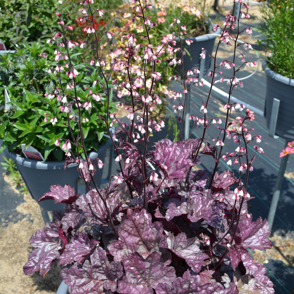 HEUCHERA DOLCE FROSTED BERRY