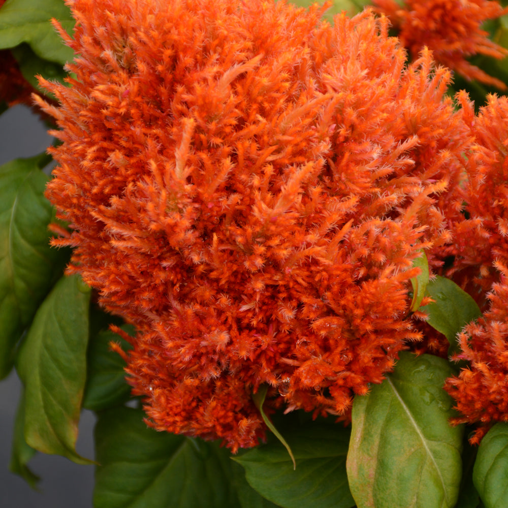 Celosia