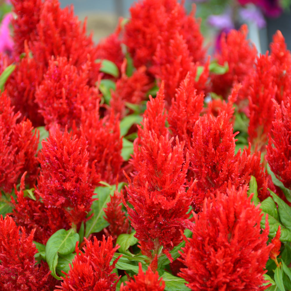 Celosia