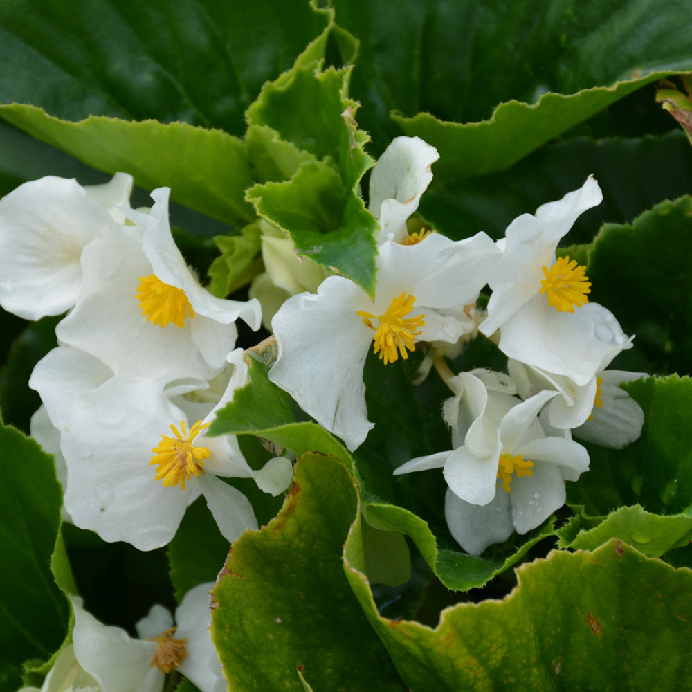 Wax Begonia