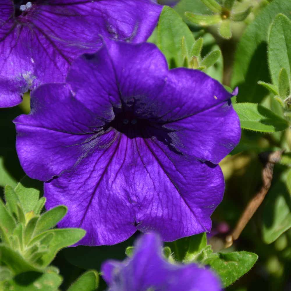 Petunia Wave