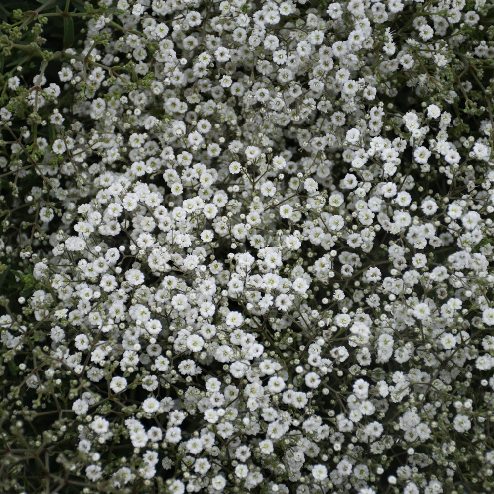 GYPSOPHILA SUMMER SPARKLES