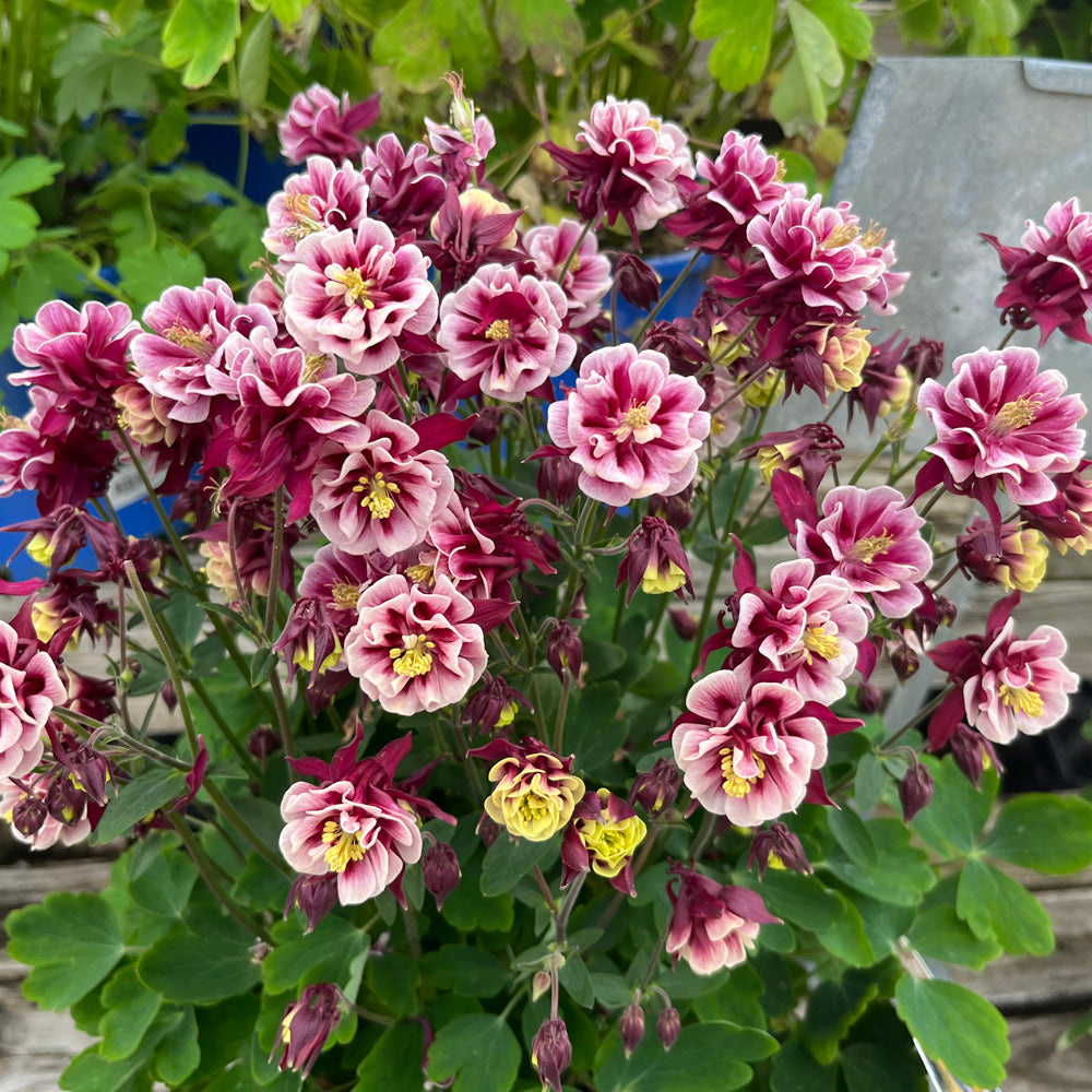 AQUILEGIA WINKY DOUBLE RED-WHITE