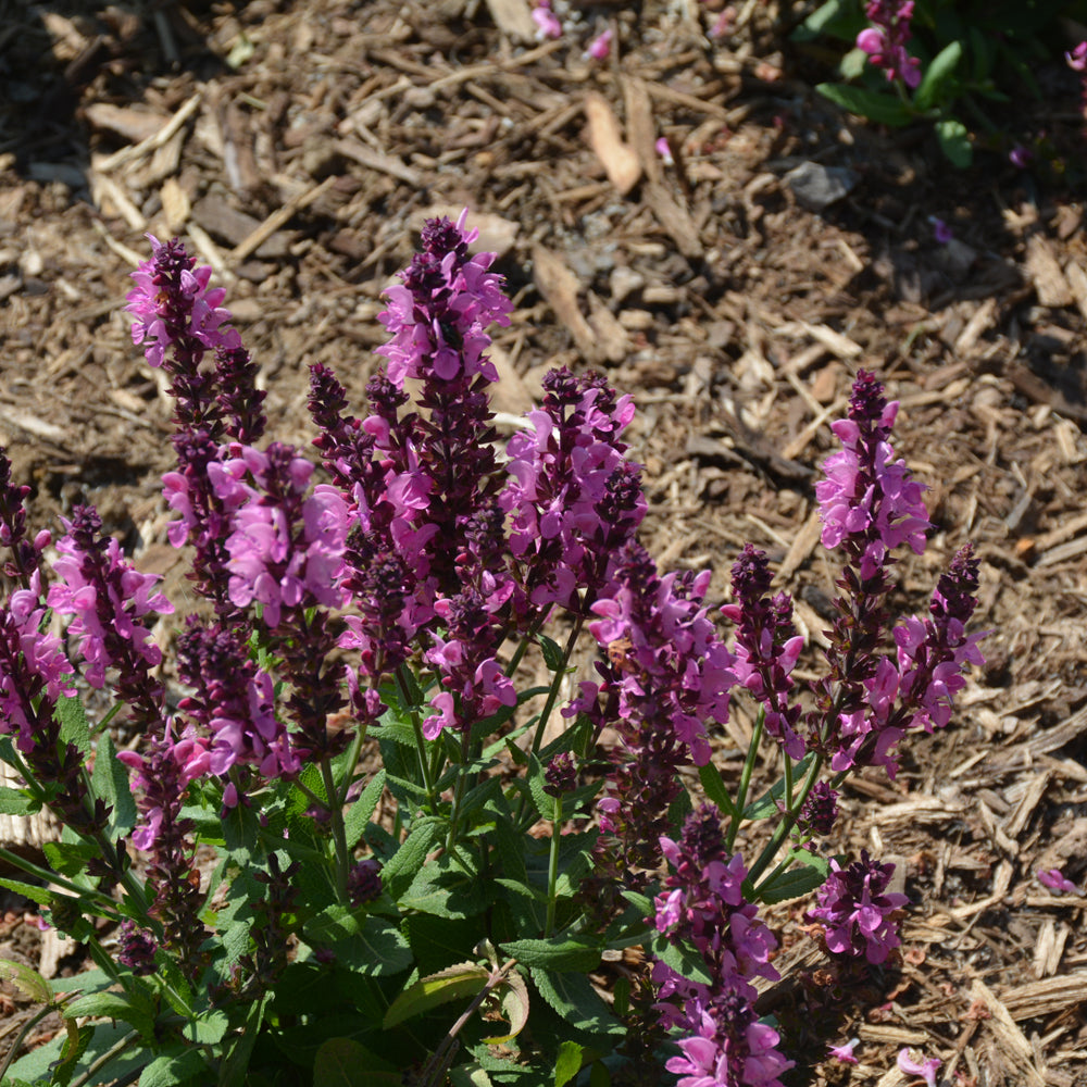 SALVIA PINK NEBULA