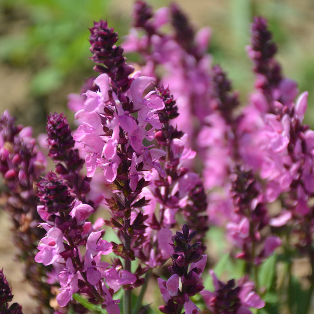 SALVIA PINK NEBULA