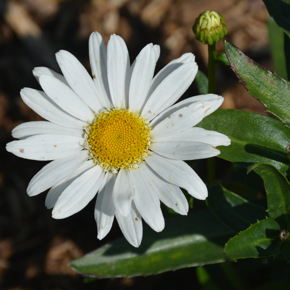 LEUCANTHEMUM BIRDY