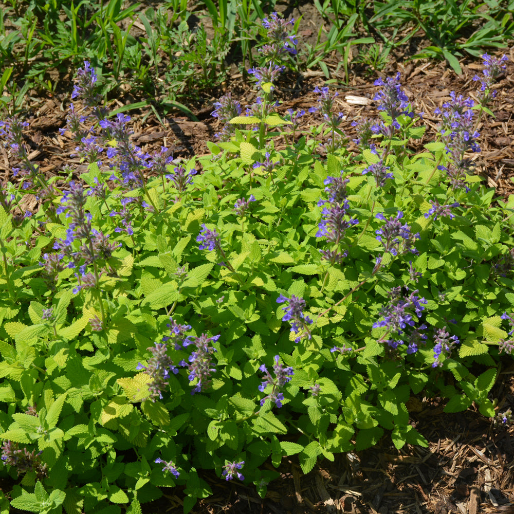 NEPETA CHARTREUSE ON THE LOOSE